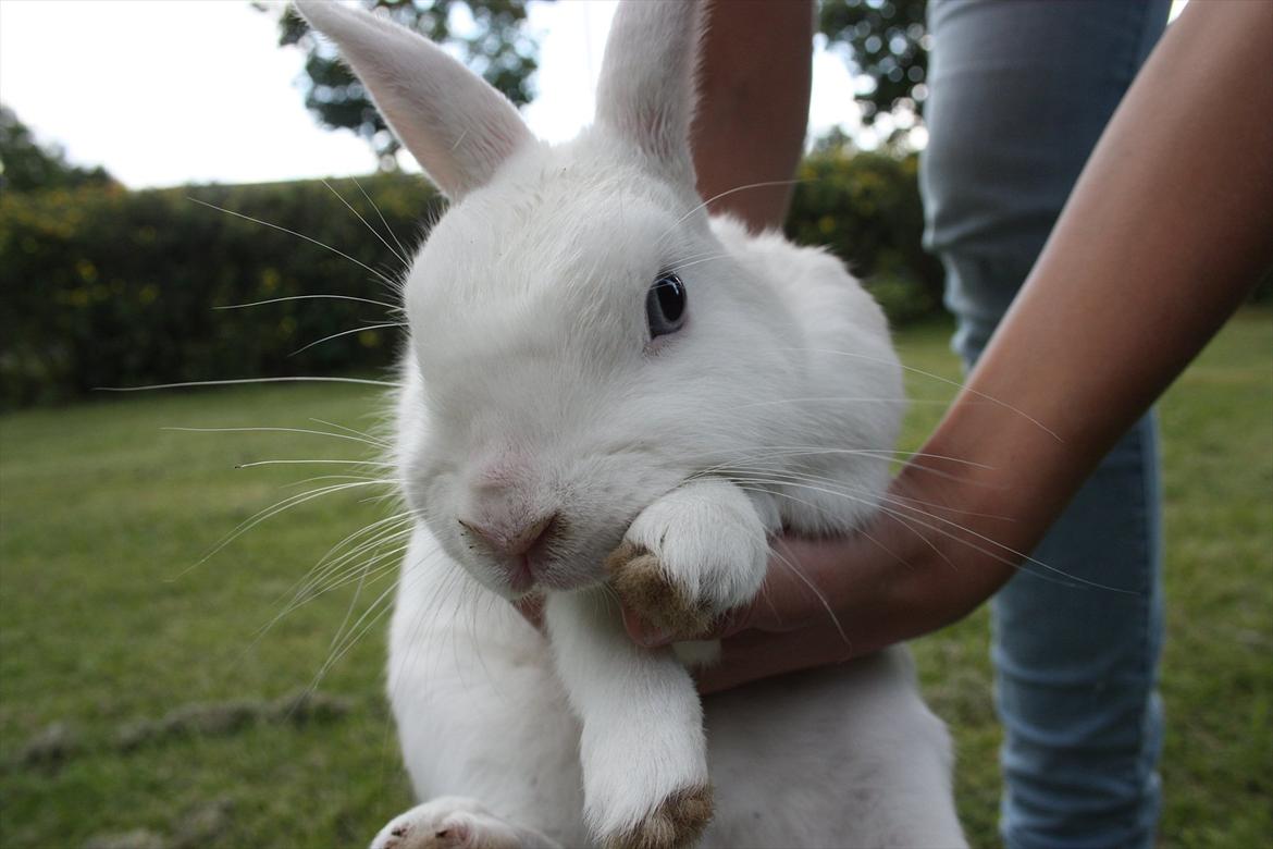 Kanin | Nuser  billede 9