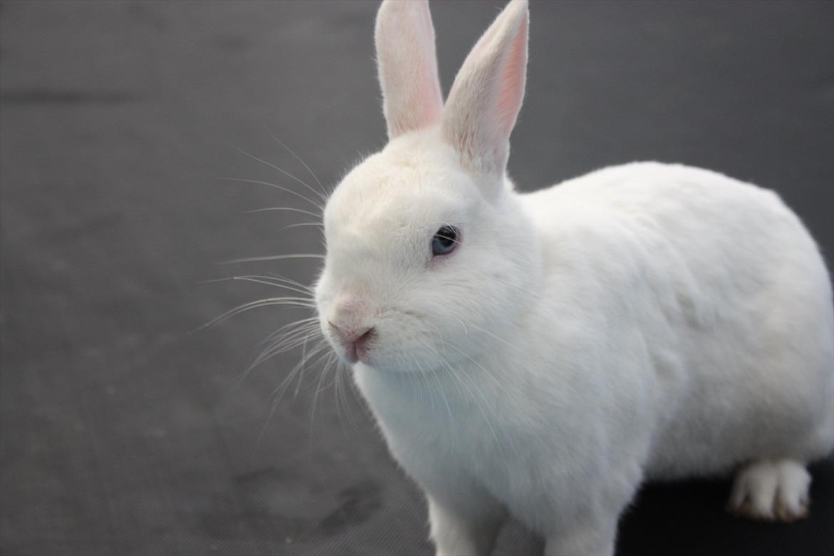 Kanin | Nuser  billede 6