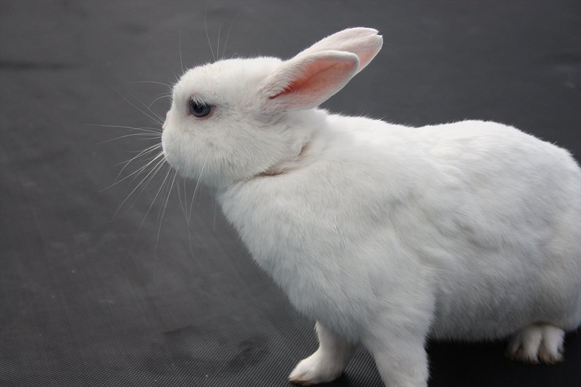 Kanin | Nuser  billede 16