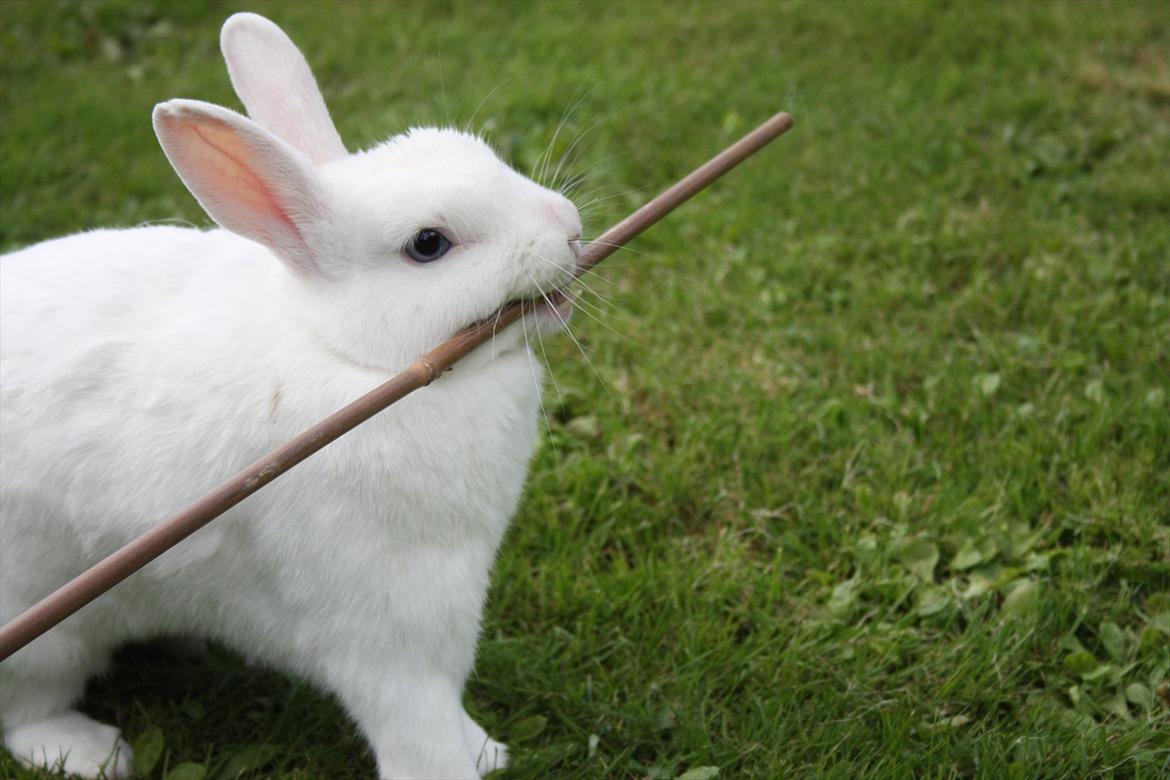 Kanin | Nuser  billede 1