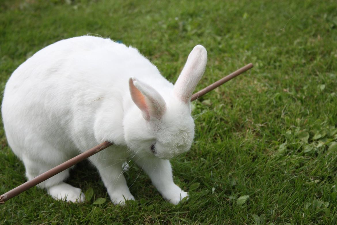 Kanin | Nuser  billede 7