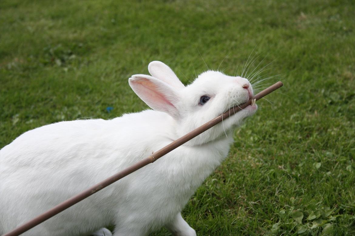 Kanin | Nuser  billede 12