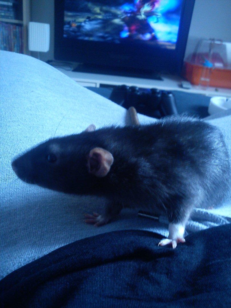 Tamrotte Beauty<3 billede 2