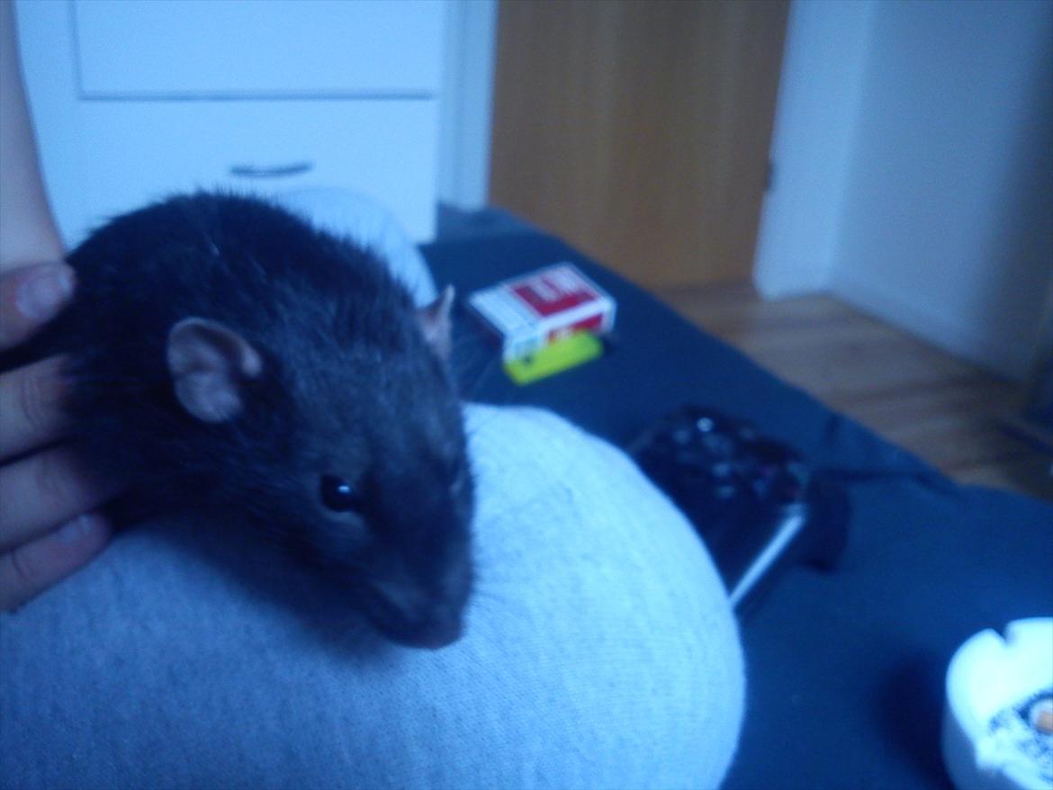 Tamrotte Beauty<3 billede 3