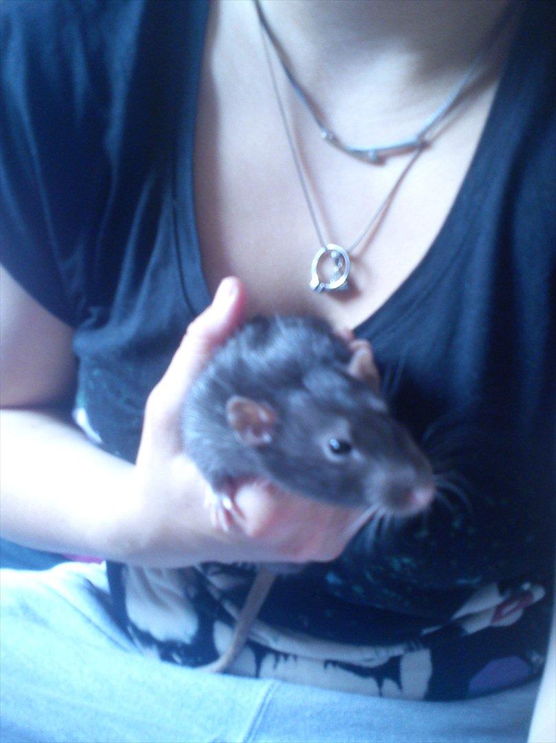 Tamrotte Beauty<3 billede 4