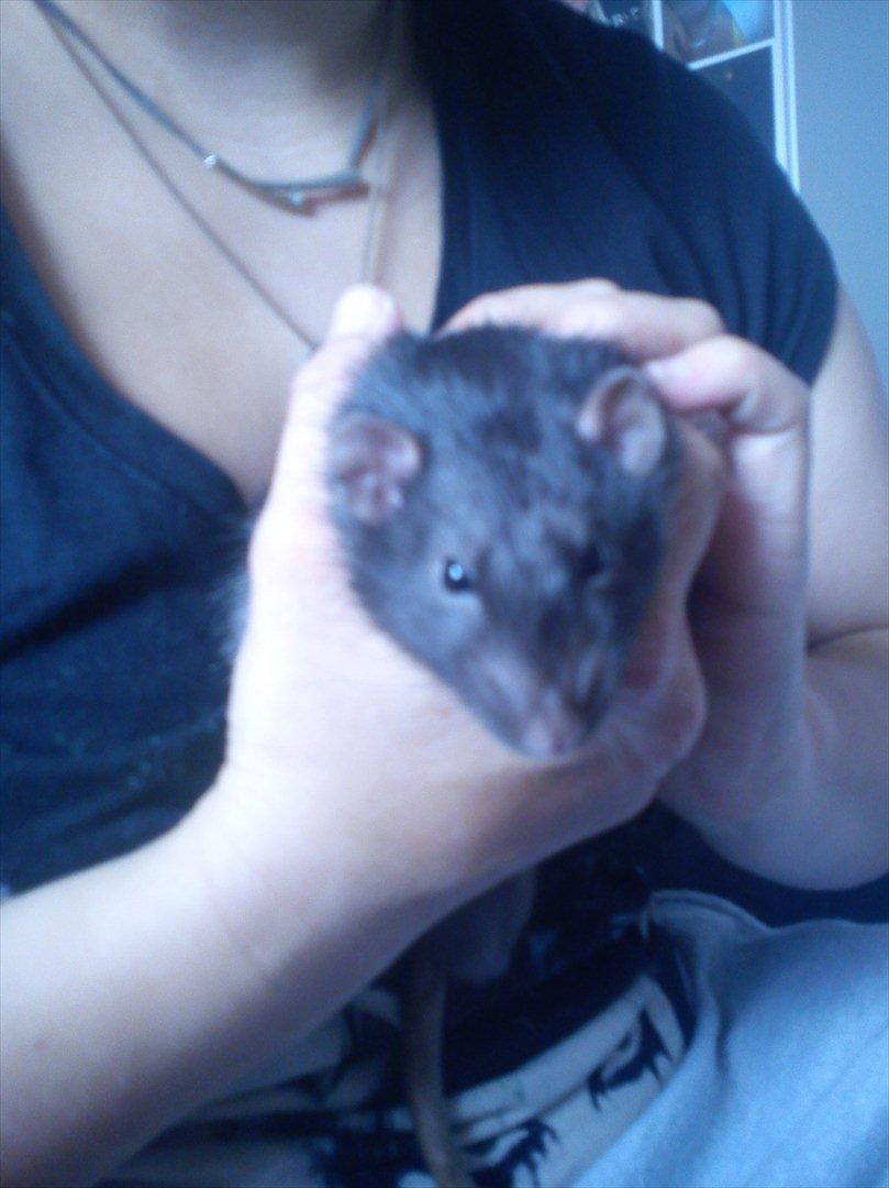 Tamrotte Beauty<3 billede 5