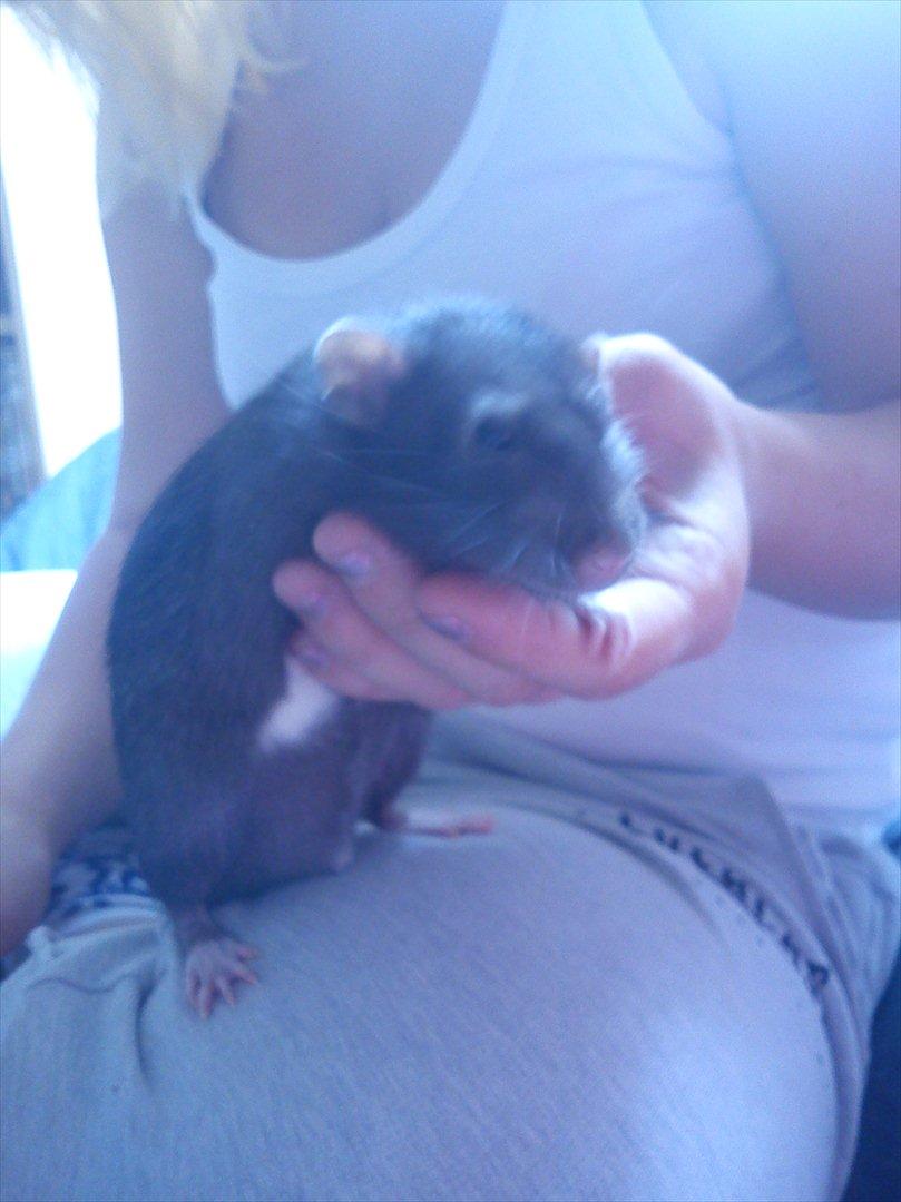 Tamrotte Beauty<3 billede 6