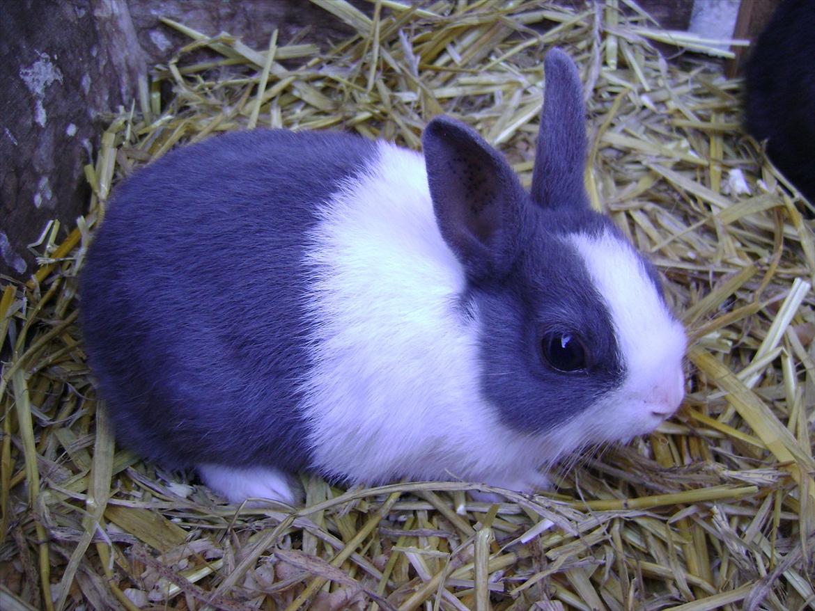 Kanin Hermelingårdens Tiny - Tiny ca. 3mdr. billede 5