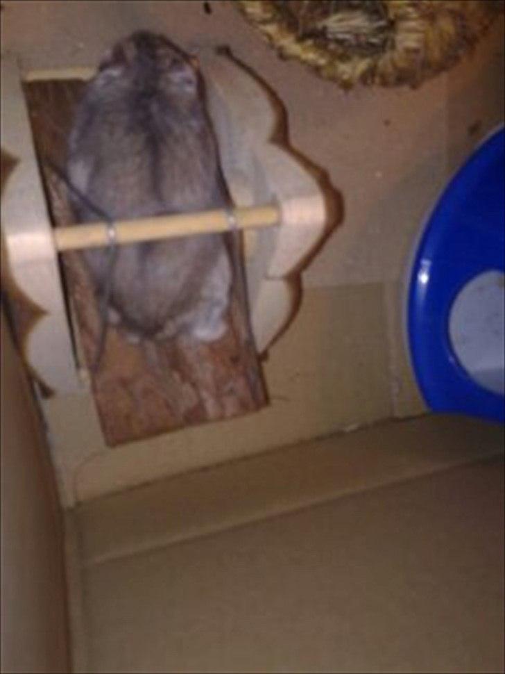 Dværghamster Striber<3 † R.I.P. † - Jeg smutter lige over broen!<3 :P billede 13