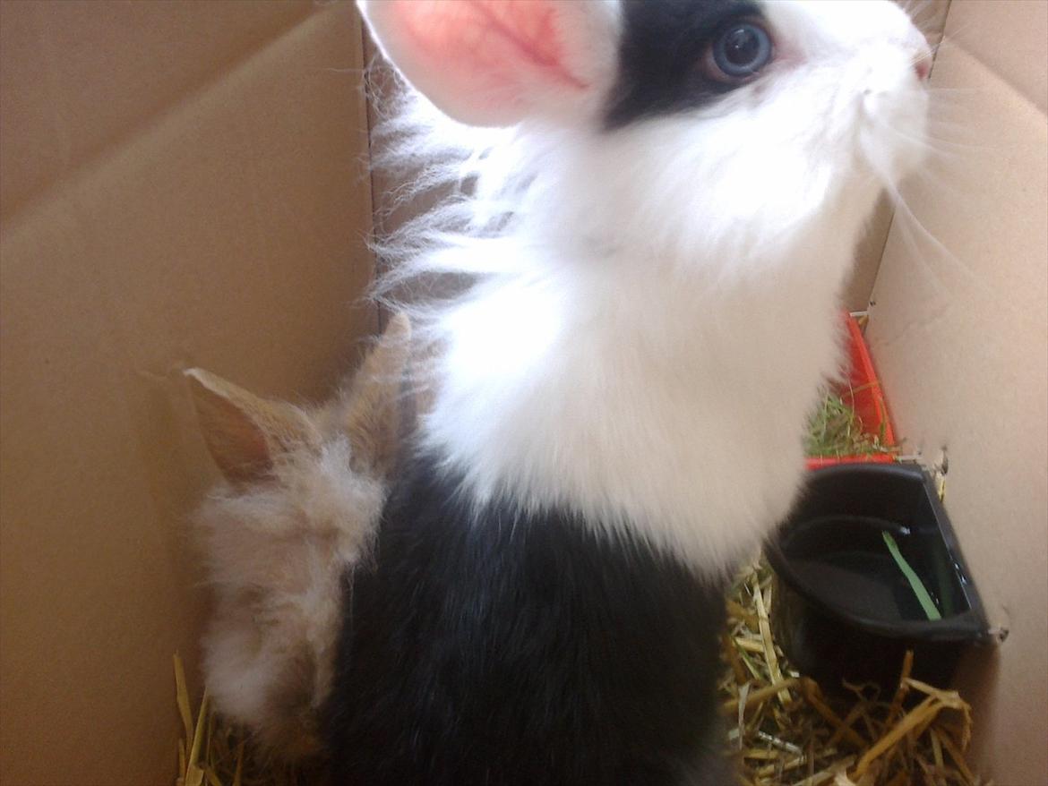 Kanin Tessa - Velkommen til Tessa's Profil :D billede 1