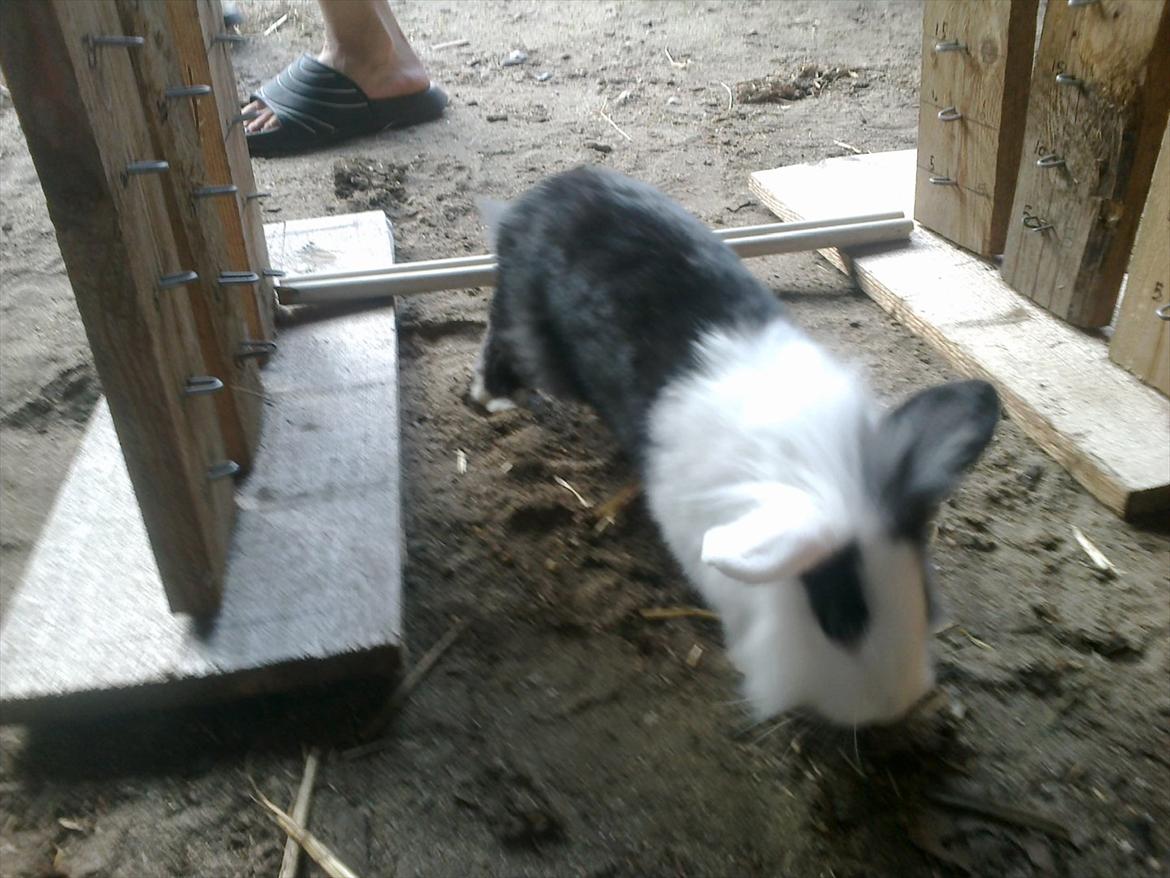 Kanin Tessa billede 2