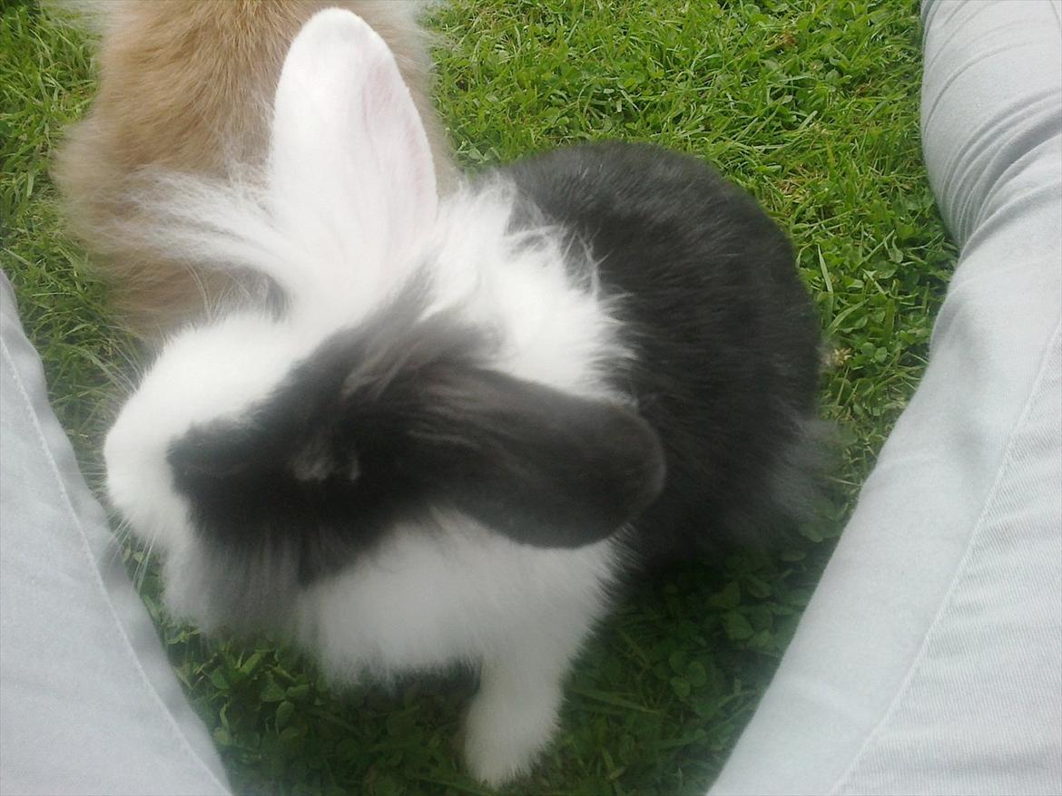 Kanin Tessa billede 3