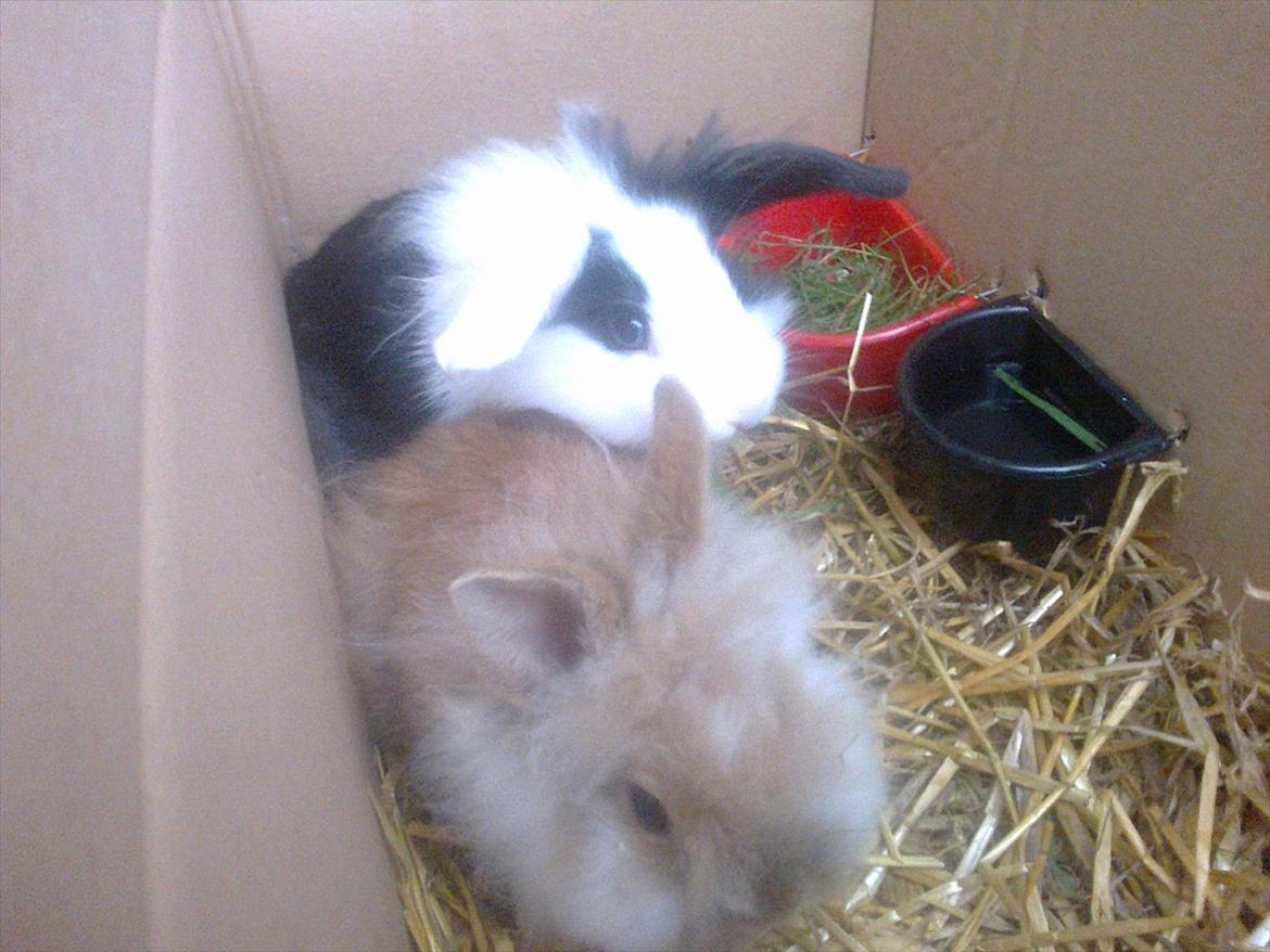 Kanin Tessa billede 4