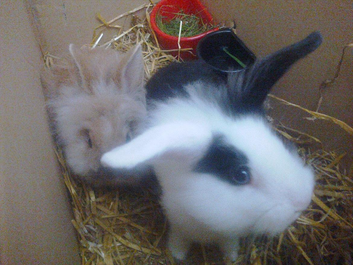 Kanin Tessa billede 5
