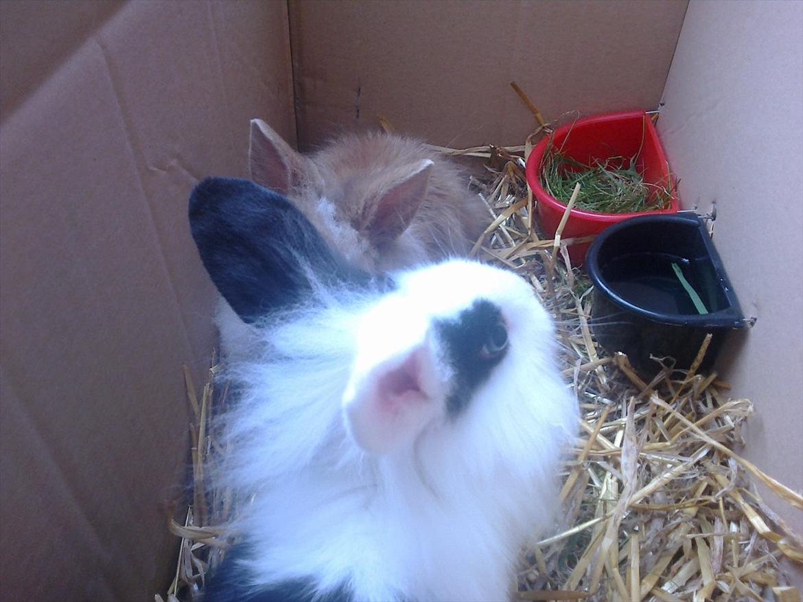 Kanin Tessa billede 6