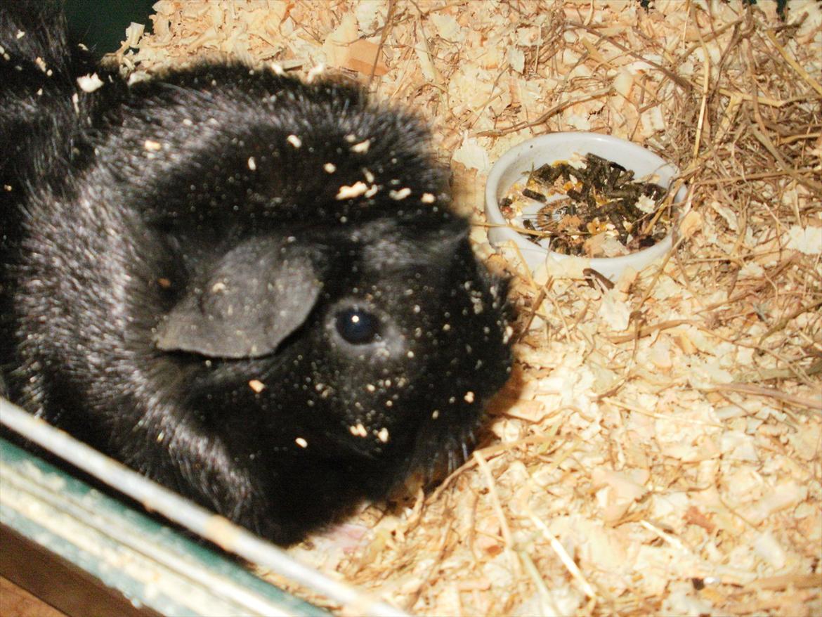 Marsvin | Pjuske | [R.I.P] billede 6