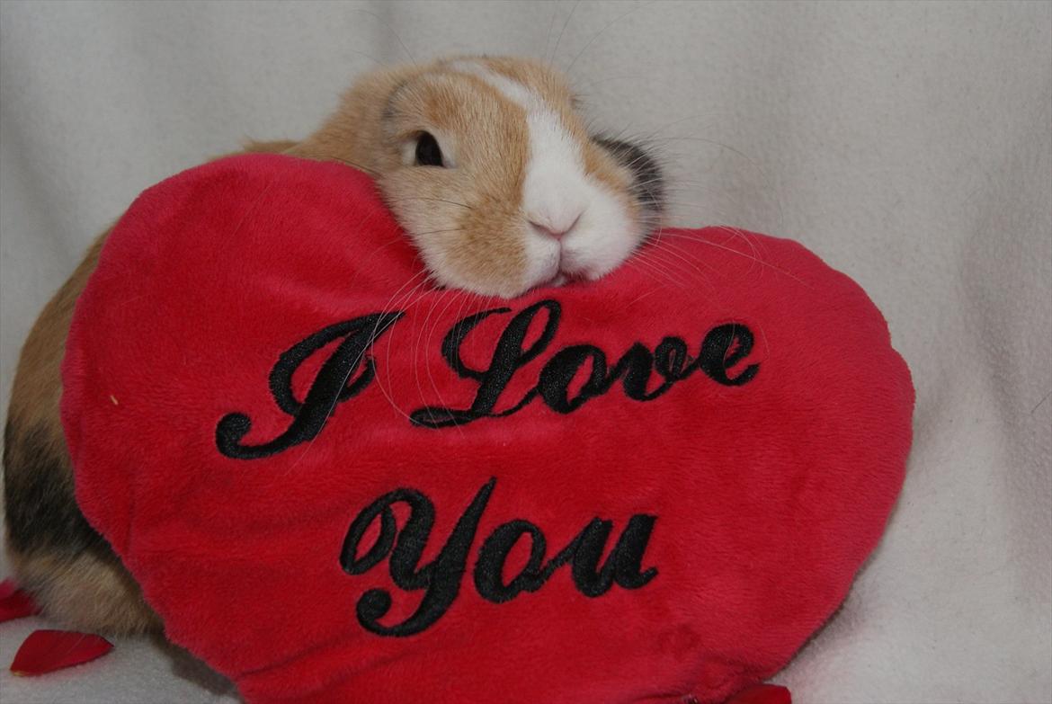 Kanin |DV| Aras´ Piccoli - NURH... <3 Lille tøs, jeg elsker dig <3 MODEL BILLEDE D. 20/8 2011 billede 7