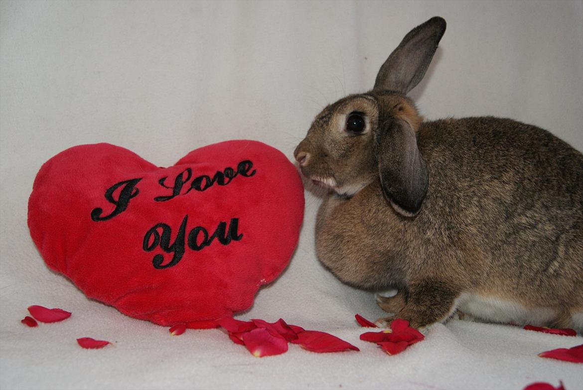 Kanin Ninus - VERDENS DEJLIGSTE TØS <3
MODEL BILLEDE D. 20/8 2011 billede 5