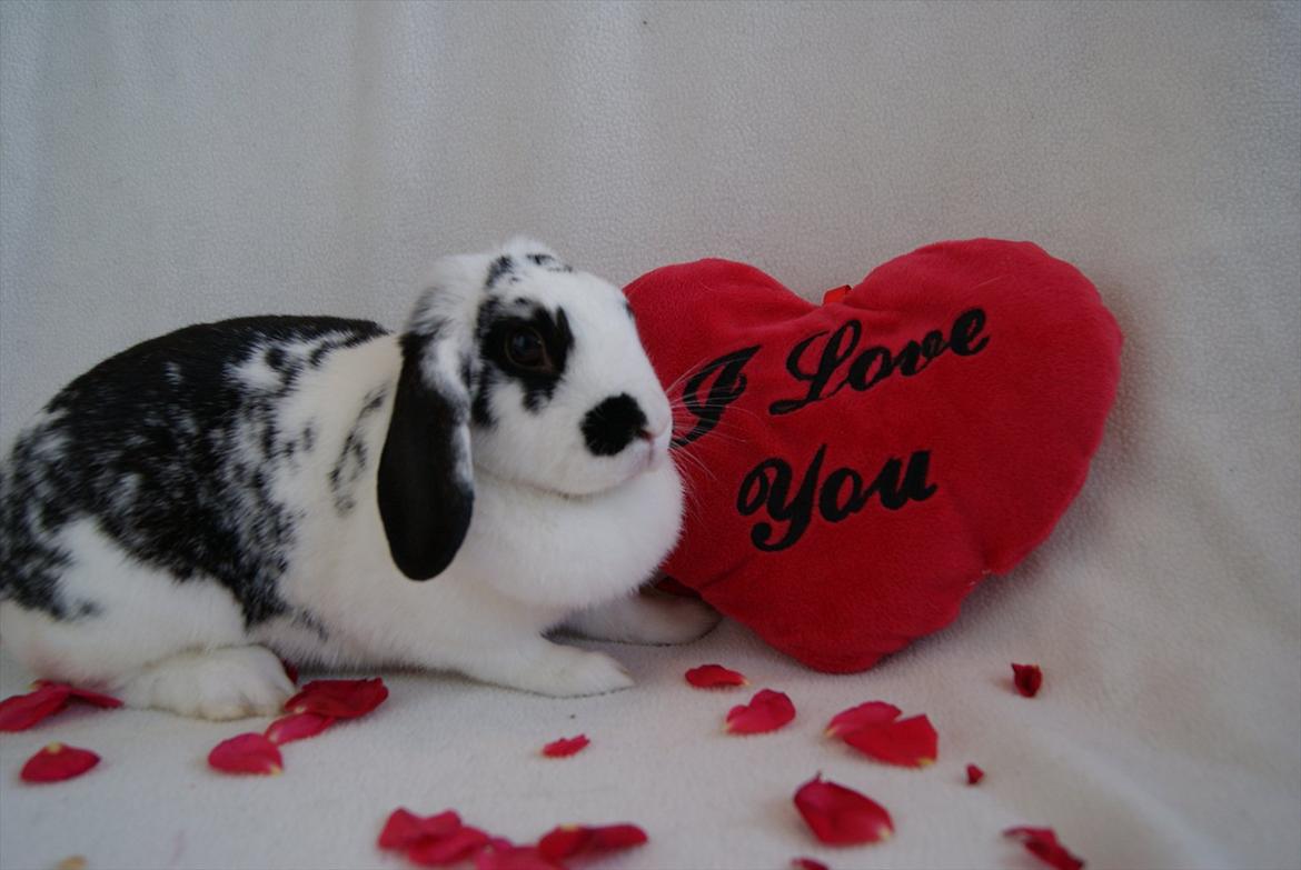 Kanin |DV| Aras´ Kasmira - MODEL BILLEDE D. 20/8 2011

elser dig tøssen billede 4