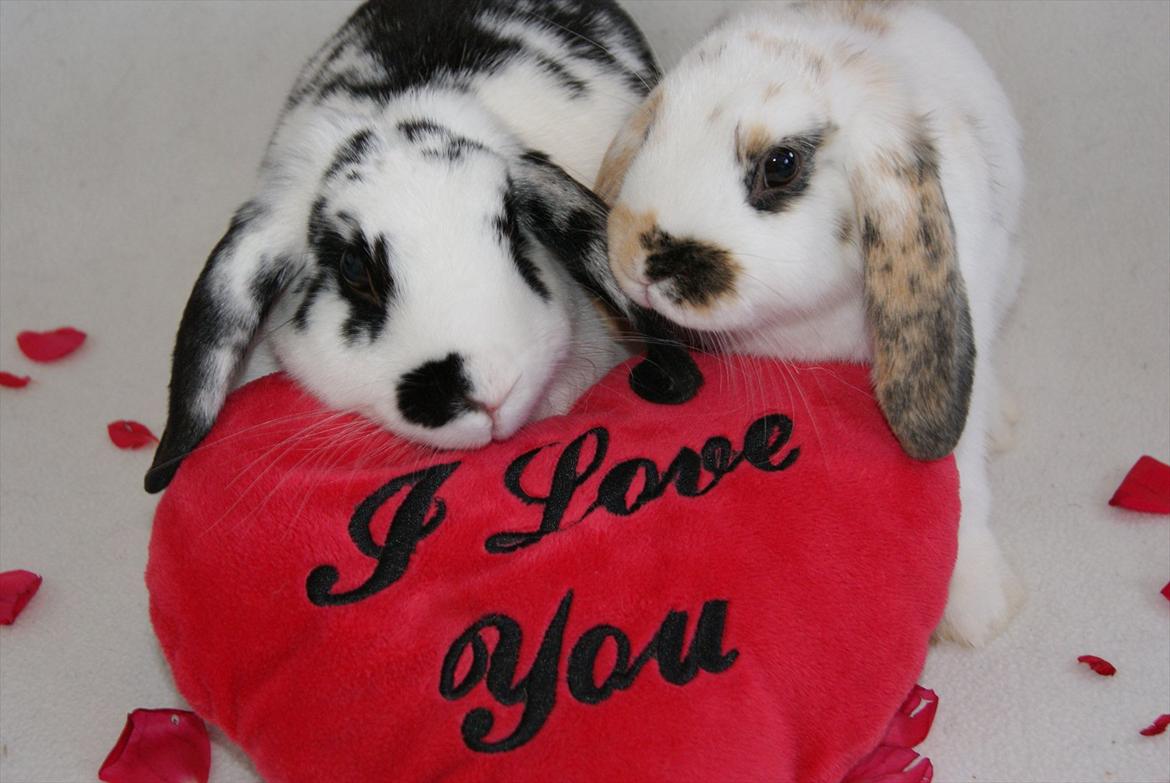 Kanin |DV| Aras´ Kasmira - Uhhhh,,, hvor er i bare dejlige !!!!!! :*
MODEL BILLEDE D. 20/8 2011 billede 8