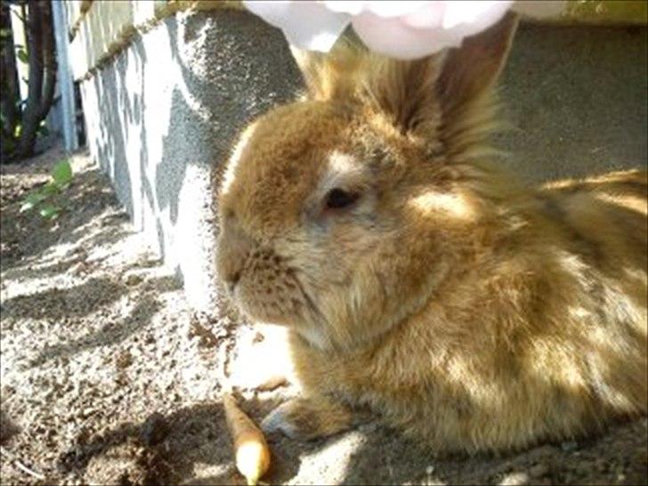 Kanin Tiger billede 6