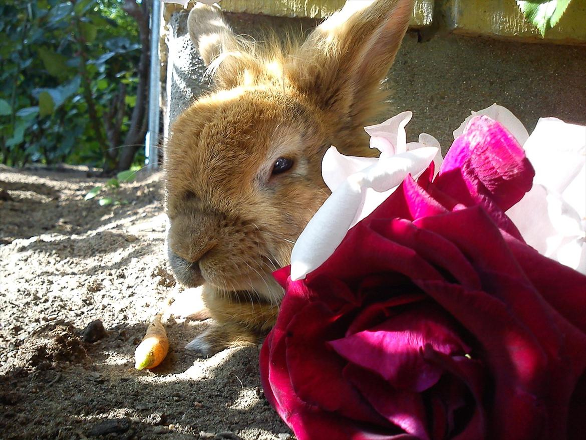 Kanin Tiger billede 7