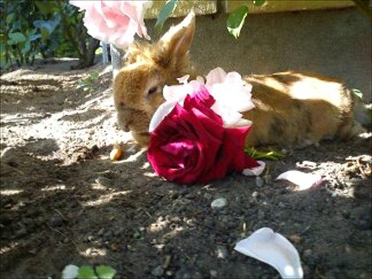 Kanin Tiger billede 8