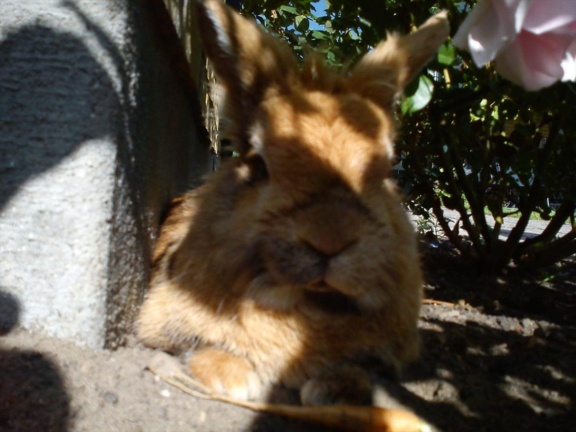 Kanin Tiger billede 9