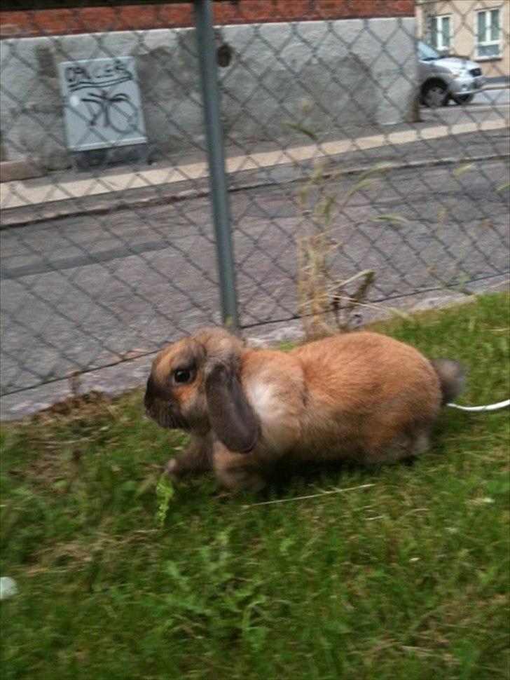 Kanin Naked Nagini Tosqua billede 15