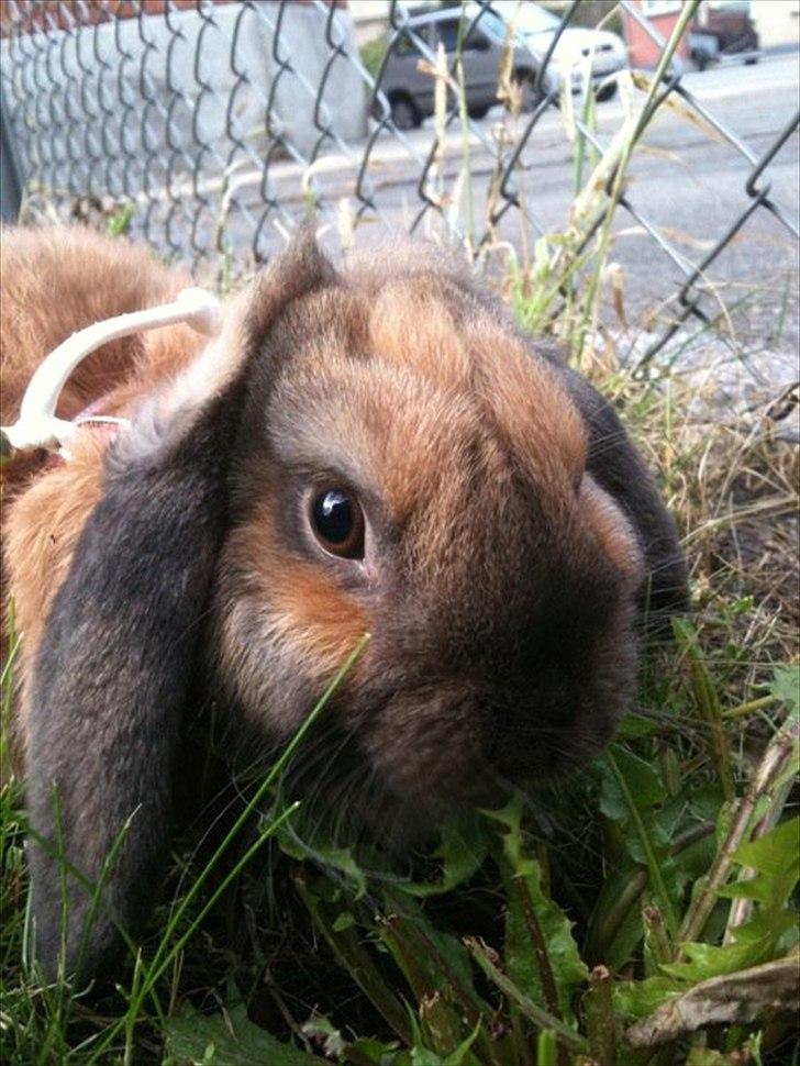 Kanin Naked Nagini Tosqua billede 16