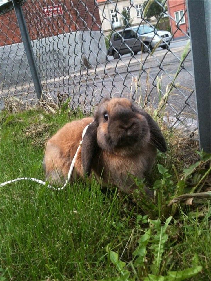 Kanin Naked Nagini Tosqua billede 17