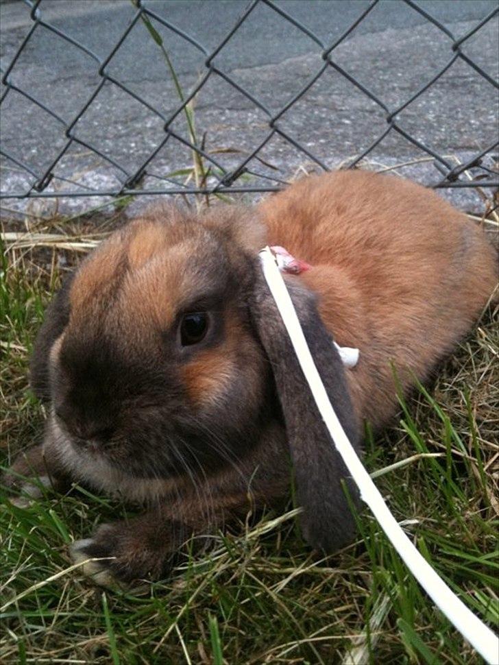 Kanin Naked Nagini Tosqua billede 18