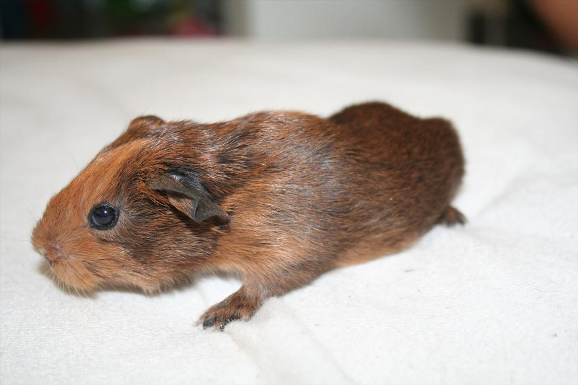 Marsvin Tasmanian Devil 'Taz' billede 7