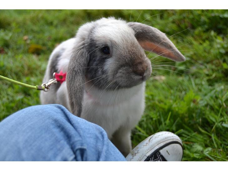 {{currentPhoto.altText}} billede {{currentPhoto.number}}