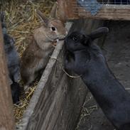 Kanin Maxsøs Bluie | MiniBlå <3