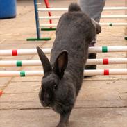 Kanin Maxsøs Bluie | MiniBlå <3