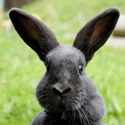 Kanin Maxsøs Bluie | MiniBlå <3