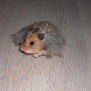Hamster Knud