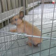 Kanin Little Lady