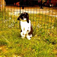 Kanin Oscar <3