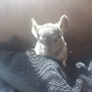 Chinchilla buster