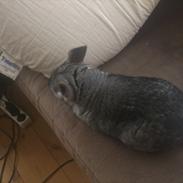 Chinchilla buster