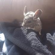 Chinchilla buster