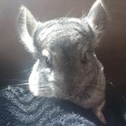 Chinchilla buster