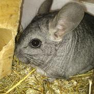 Chinchilla buster