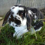 Kanin Pjuske R.I.P :'(