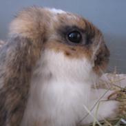 Kanin Kaninus (Basse)