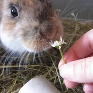 Kanin Kaninus (Basse)