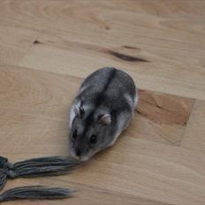 Dværghamster Tøzen