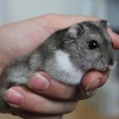 Dværghamster Tøzen